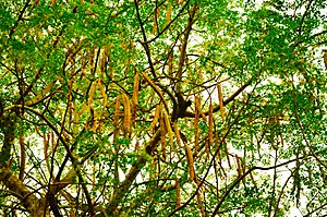 The tree and seedpods of Moringa oleifera