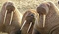 Three walrus near Cape Lisburne, Alaska by USFWS