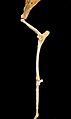 Titanotylopus