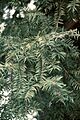 Torreya taxifolia foliage