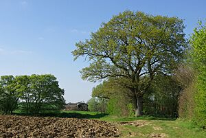 Towards Termitts Farm - geograph.org.uk - 405405