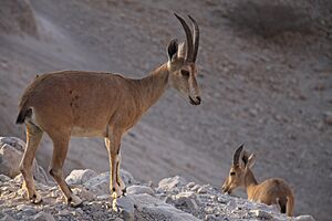 Two Nubian Ibexes, Ein Gedi nature reserve, The Judean desert, Israel.jpg