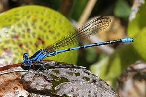 Vivid Dancer - Argia vivida, on pitcher plant, Butterfly Valley, California