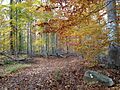 Watchung Reservation in the Fall 2013-11-05 00