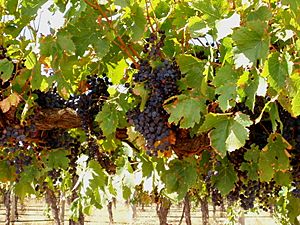 Wine grapes in Barossa Valley. SA
