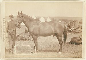 "Comanche," the only survivor of the Custer Massacre, 1876. History of the horse and regimental orders of the (7)th Cavalry as to the care of "Comanche" as long as he shall live LCCN99613838
