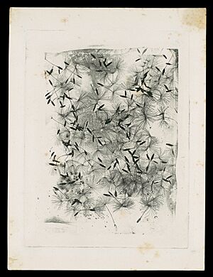 -Dandelion Seeds- MET DP106960