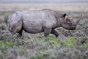 2012 Black Rhinoceros Gemsbokvlakte.jpg