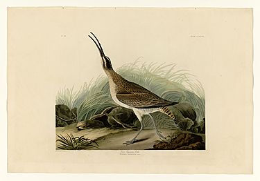 237 Great Esquimaux Curlew