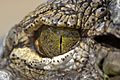 A crocodiles eye (7825799462)