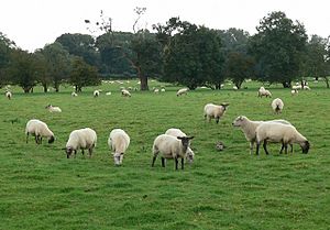 A field of sheep near Stoke Golding - geograph.org.uk - 961849