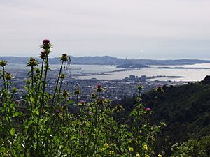 A view west from Tilden Regional Park