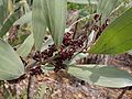 Acacia mangium PB010690