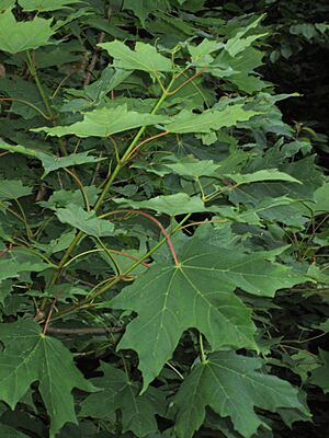 Acer saccharum foliage
