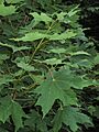 Acer saccharum foliage