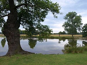 Adam's Pond, Richmond Park - geograph.org.uk - 1453459