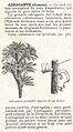 Adragante texte epicier