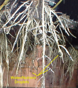 Aeroponic-roots