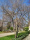 Amelanchier canadensis (without leaves), Mount Auburn Cemetery.JPG