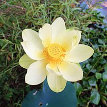 American Lotus (Nelumbo lutea) 01