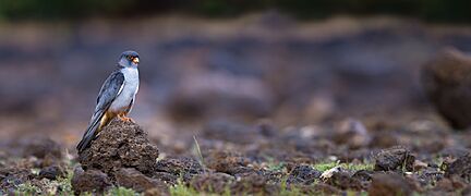 Amur Falcon male in a rocky habitat