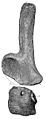 Apatosaurus ajax scapulocoracoid