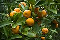Apfelsinenbaum--Orange tree