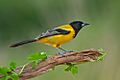Audubon Oriole (Male)