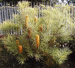 Banksia spinulosa collina Carnarvon Gold.jpg