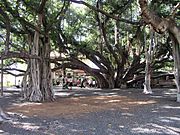Banyan-tree-Lahaina-Hawaii