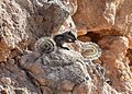 Barbary striped ground squirrel