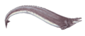 Basilosaurus cropped