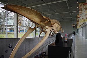 Beaty Biodiversity Museum whale 7