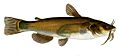 Black bullhead flipped