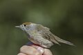 Blackcap (Sylvia atricapilla) female ringed Malta