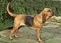 Bloodhound black and tan