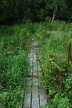 Boardwalk at the Shivering Sands Preserve, Sevastopol, Door County, Wisconsin