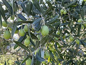 Cerasuola olives