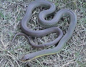 Coluber constrictor flaviventris2