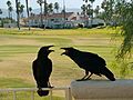 Common Ravens in Palm Desert CA
