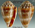 Conus miliaris pascuensis 1