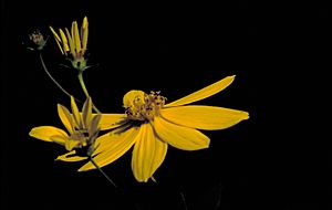 Coreopsis major FWS-1.jpg