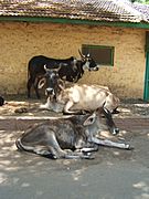 Cows in India 2007