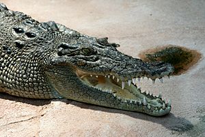 Crocodile Crocodylus-porosus amk2