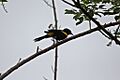 Cuban Oriole (Icterus melanopsis) (8592689080)