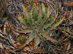 Deuterocohnia chrysantha 171724158.jpg