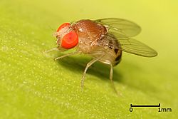 Drosophila.jpg
