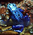 Drzewolaz lazurowy Dendrobates azureus RB2