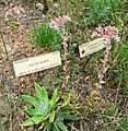 Dudleya palmeri 1