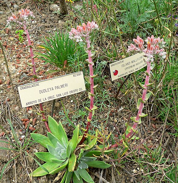 Dudleya palmeri 1